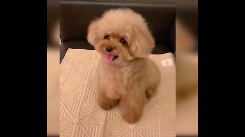 Baby Dogs - Cute and Funny Dog Videos Compilation | Aww Animals