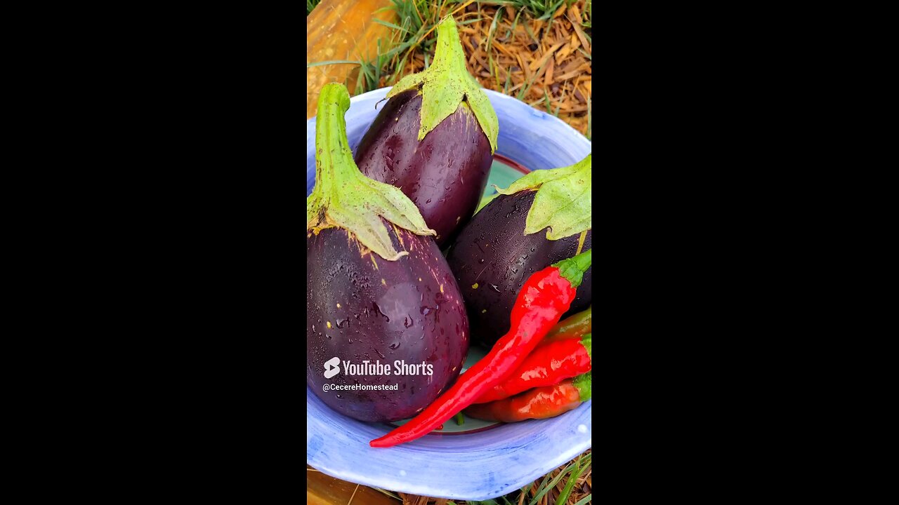 Eggplant for Dinner