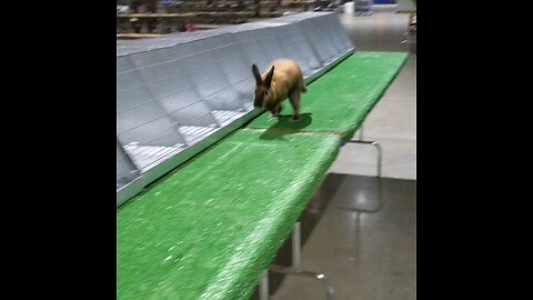 Show Rabbit Running On Table