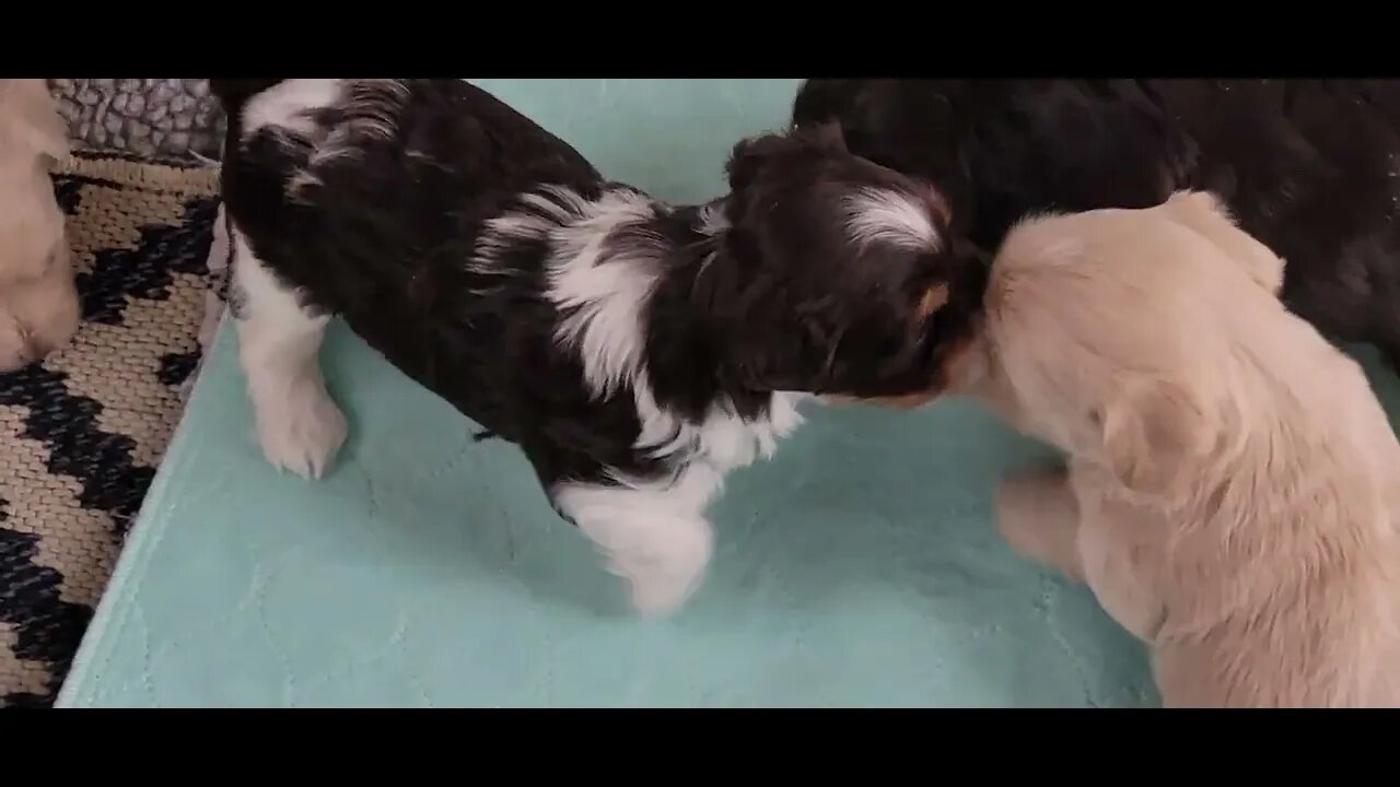 Random T & V Litter Videos(3)