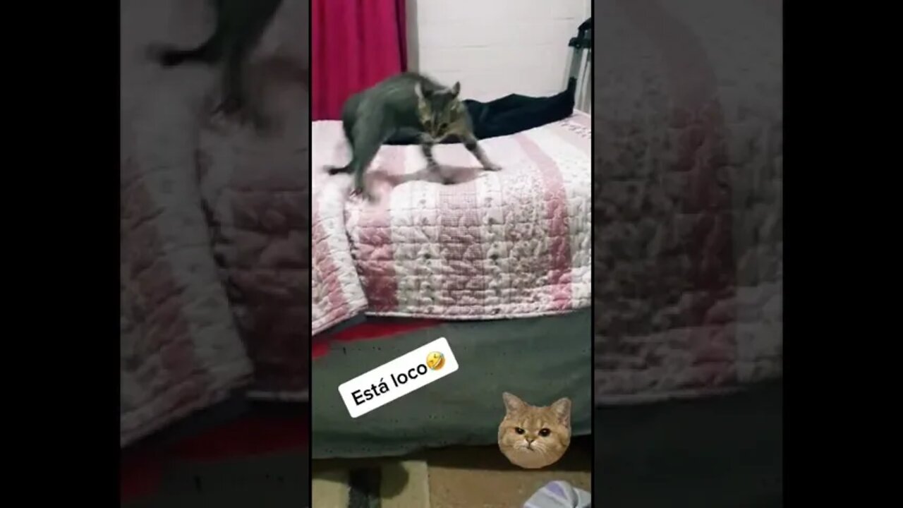 #shorts Смешные Коты Из Тик Тока 72 Funny Cats From Tiktok