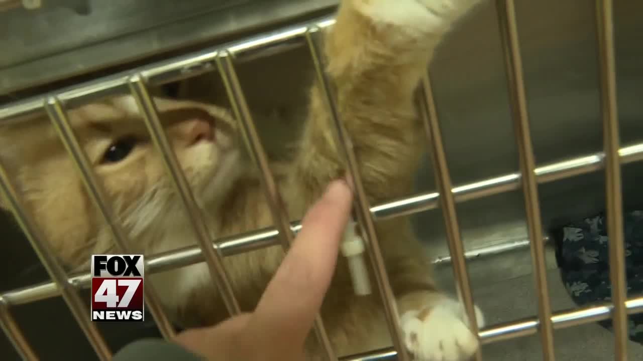 Ingham County Animal Control Slashing Fees for Cat Adoptions