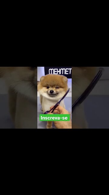 spitz alemão anã atriz de primeira modelo dog #spitzalemaoanao #spitz