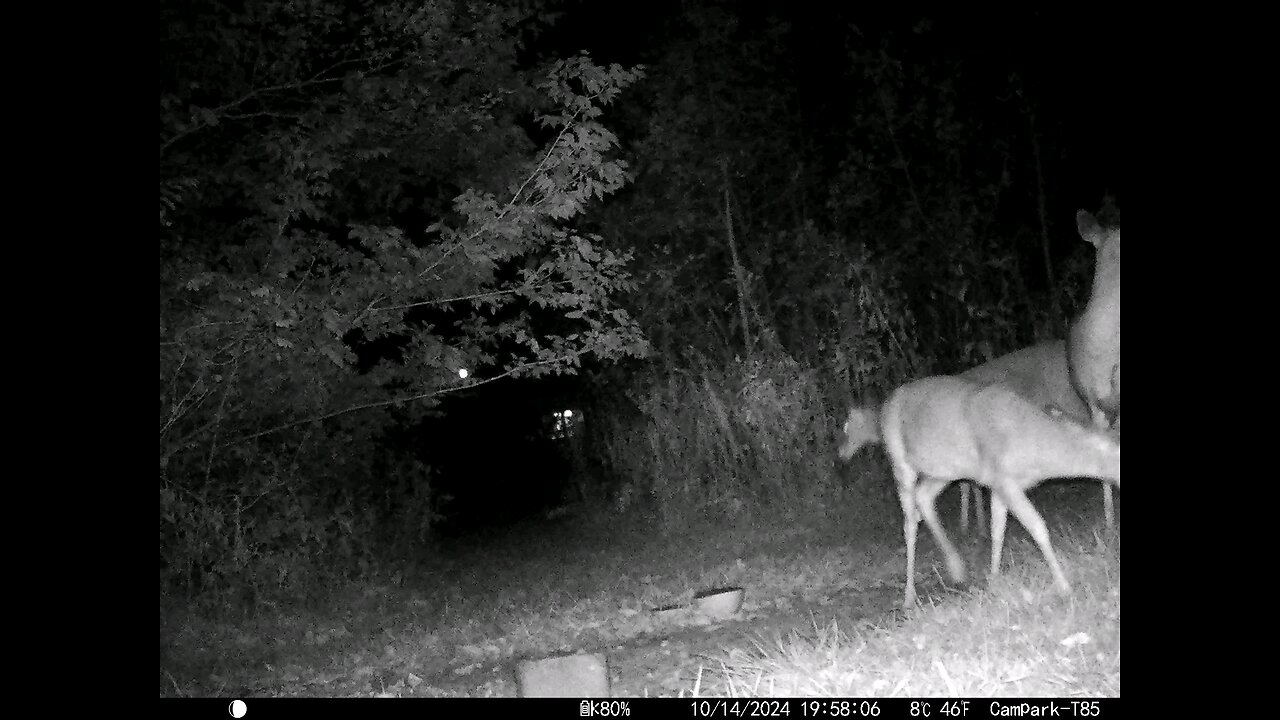 Deer 10-14-2024