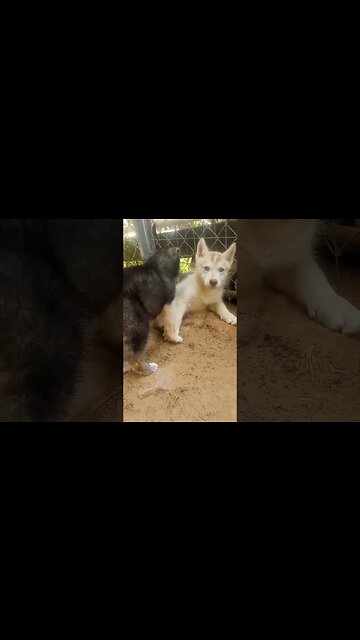 #Mando the #gerberianshepsky here at #thefreeamerican