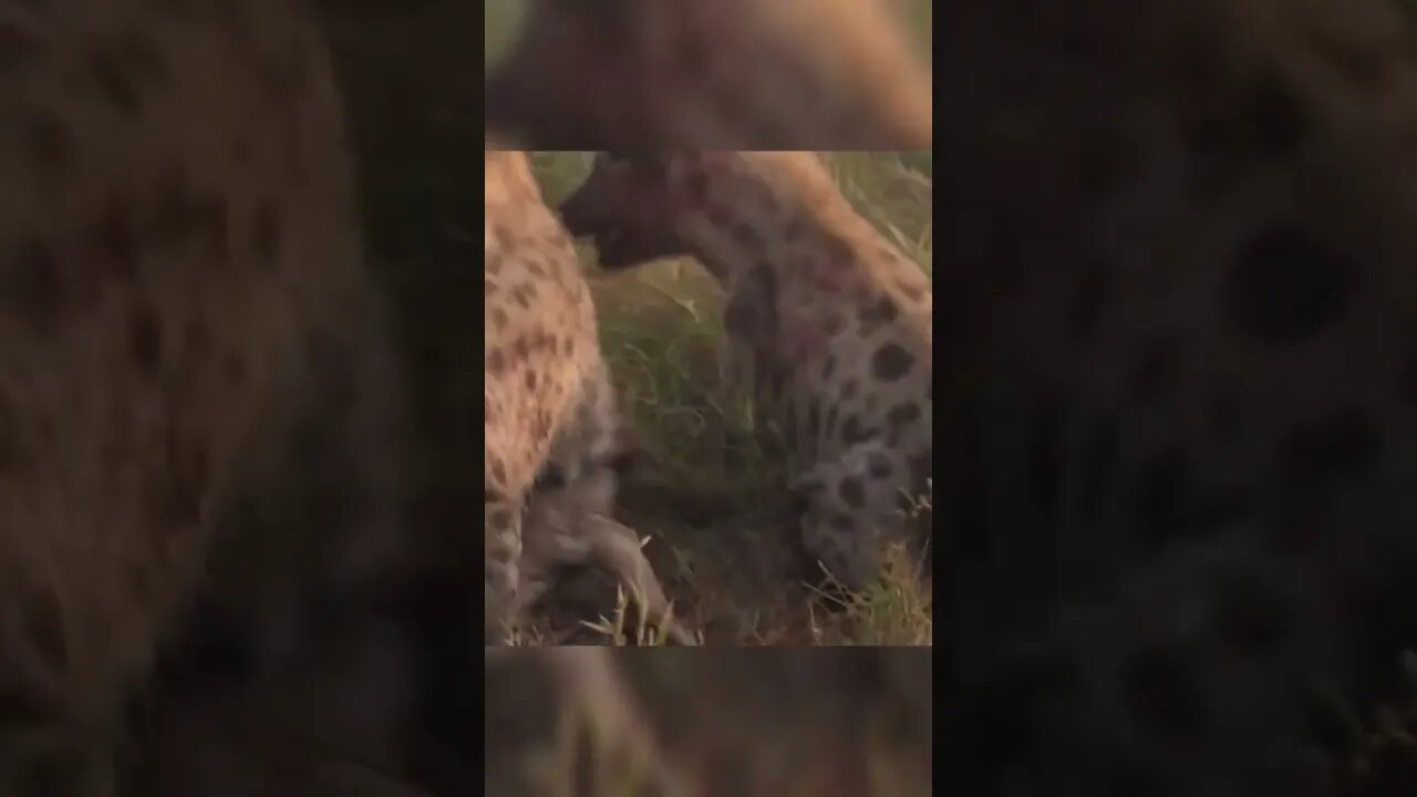 Hyena and wild dogs fighting over fresh kill