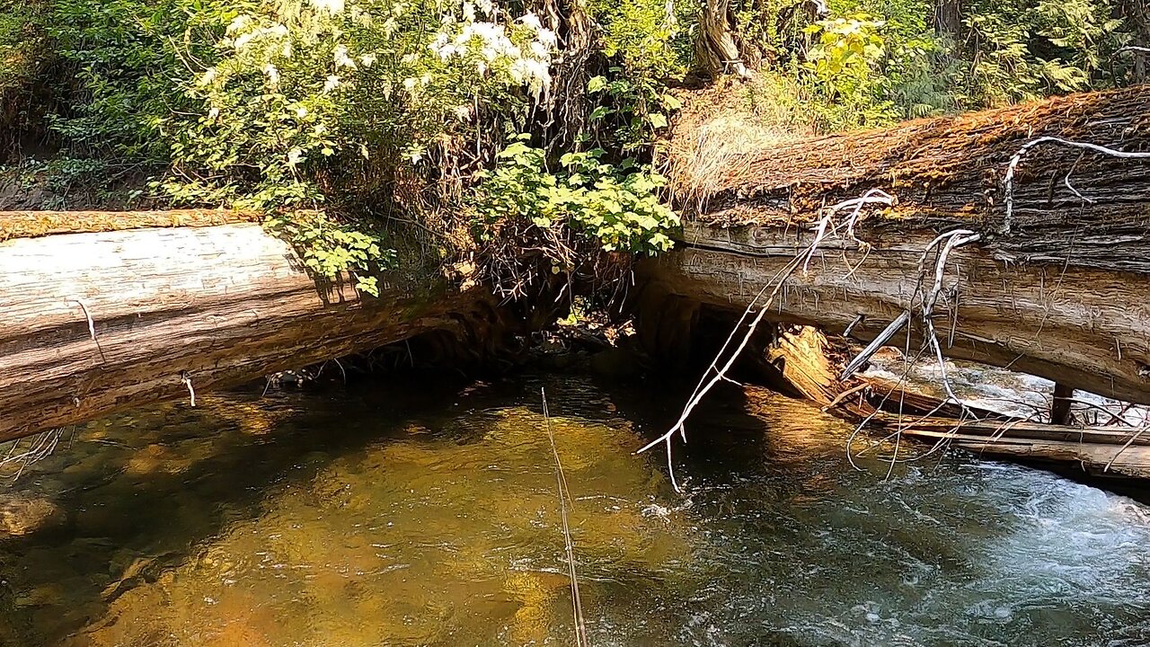 An exceptional trout stream!