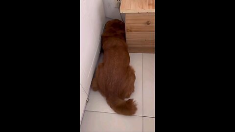 Snitching on my pet dog Xiaopang, Part 7