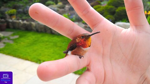 Top 5 Smallest Species Of Birds