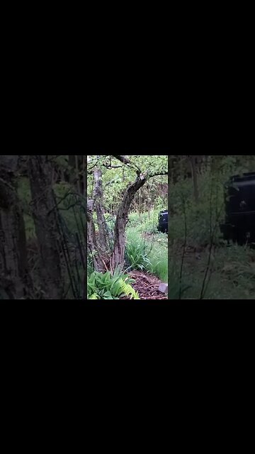 #shorts The food forest in the rain is my happy place
