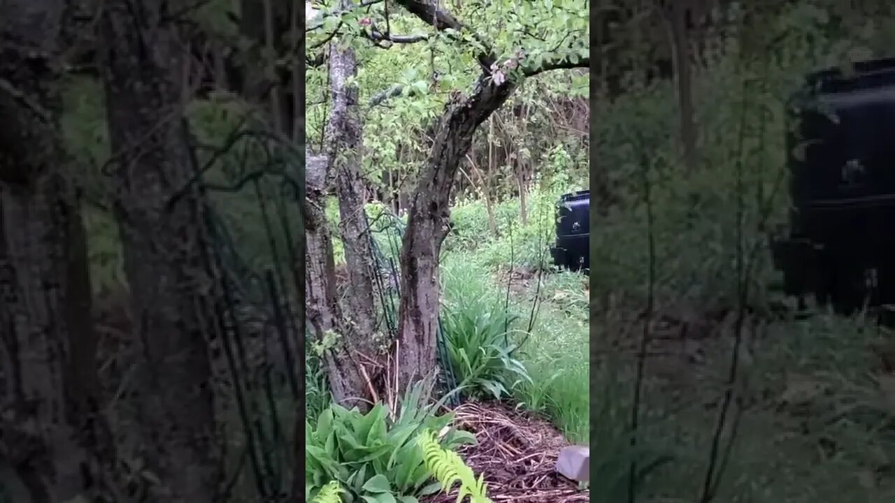 #shorts The food forest in the rain is my happy place
