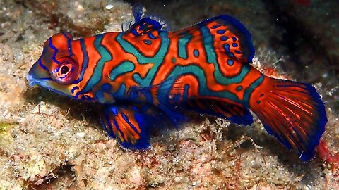 The Mandarin Fish