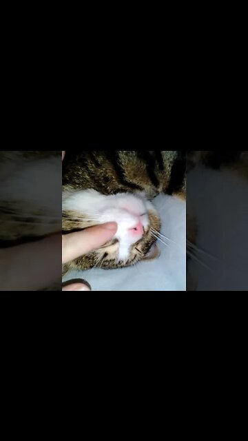 Cat Shows His Sharp Fangs