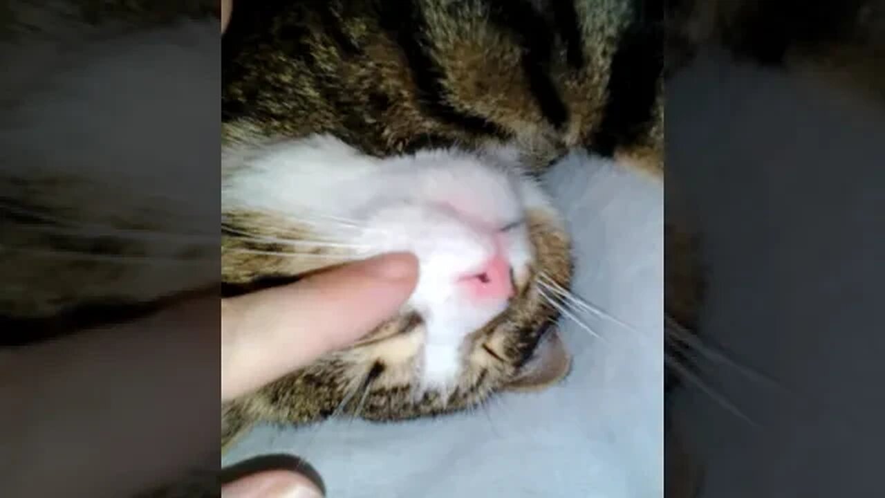 Cat Shows His Sharp Fangs