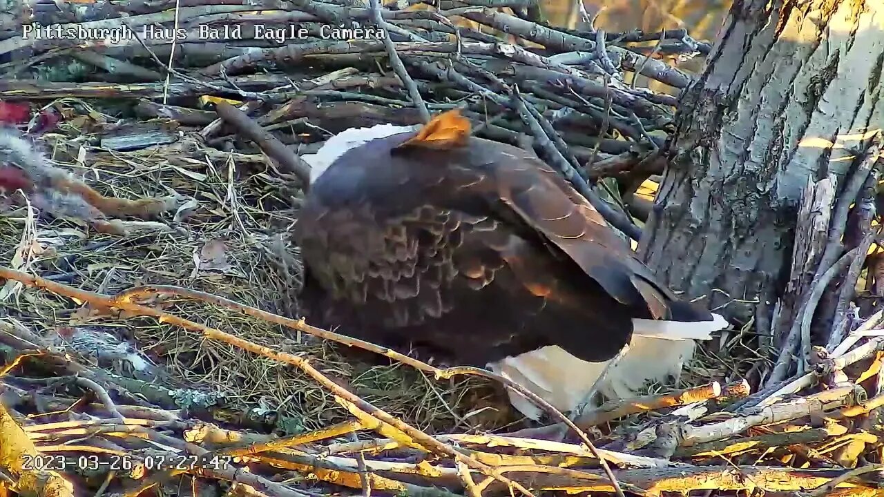 Hays Eagles Egg Tooth emerging from Egg 3.26.23 7:27:45
