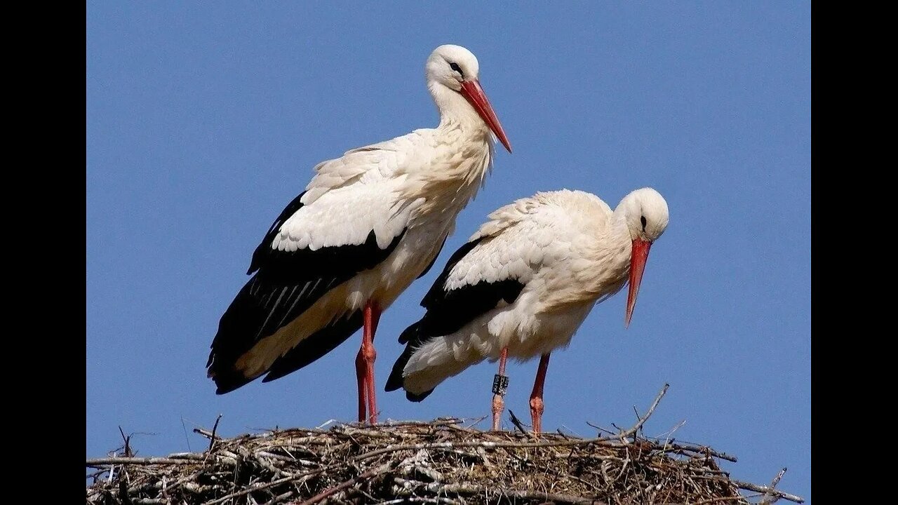 White storks! Beautiful and graceful! A sea of beauty and positivity!
