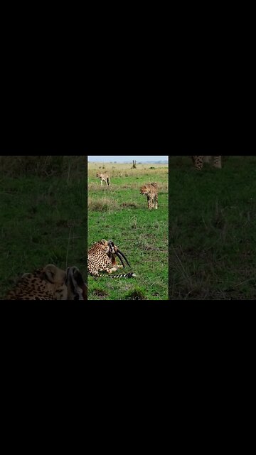 Preparing Dinner... #Wildlife | #ShortsAfrica