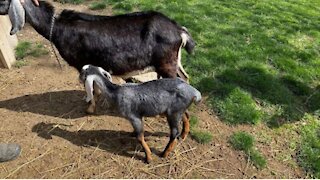 A Baby Goat Was Just Stolen From Riverdale Farm & Staff Are 'Extremely Concerned'