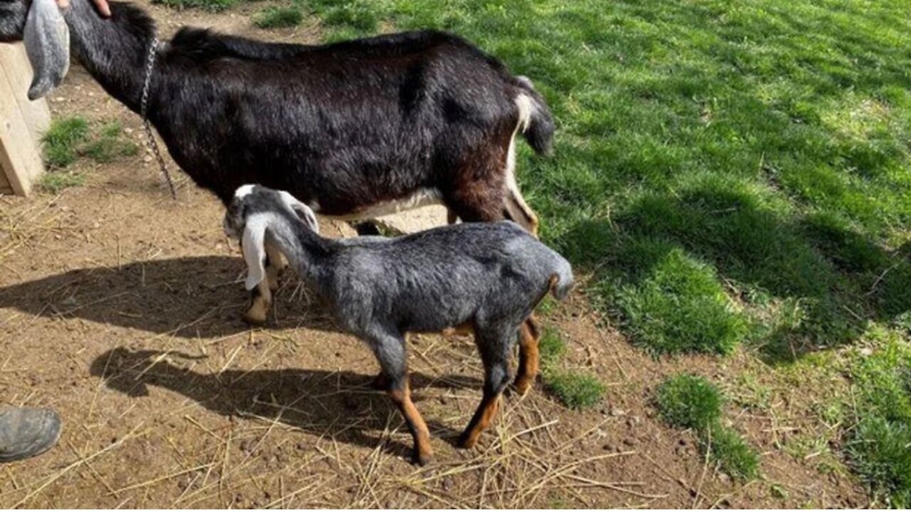 A Baby Goat Was Just Stolen From Riverdale Farm & Staff Are 'Extremely Concerned'