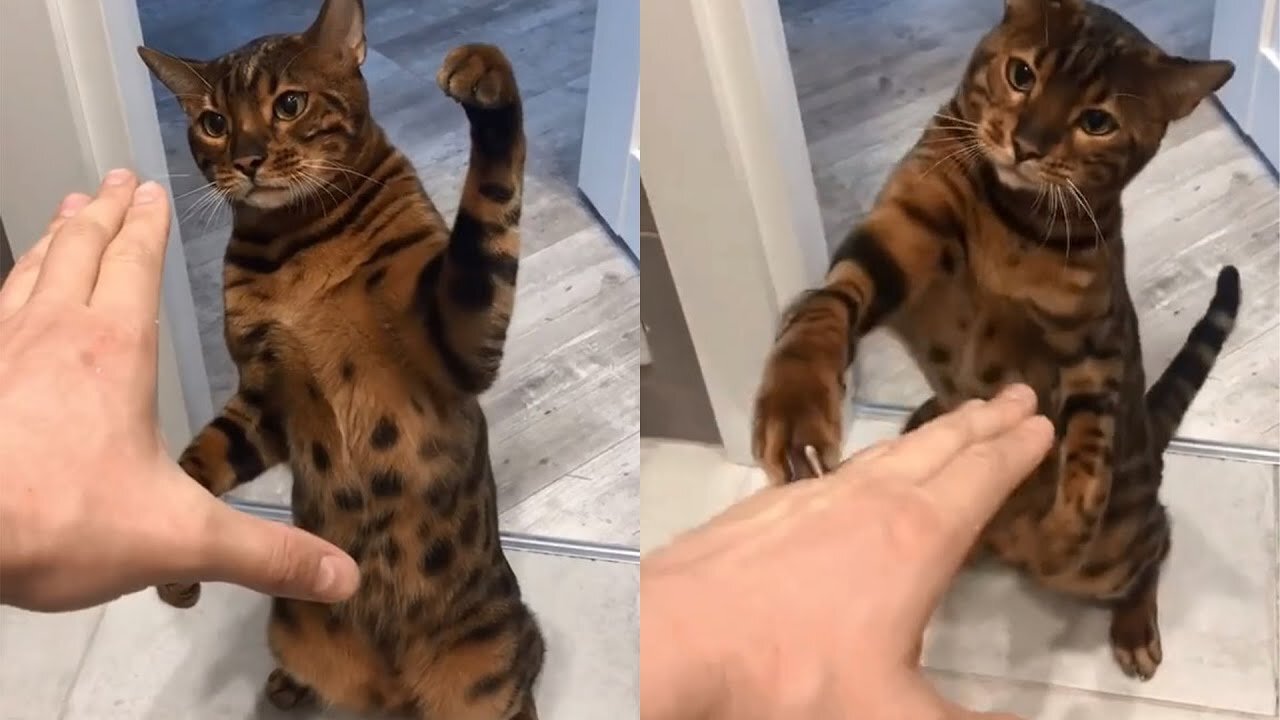 Cute cat funny video slapping on the hand