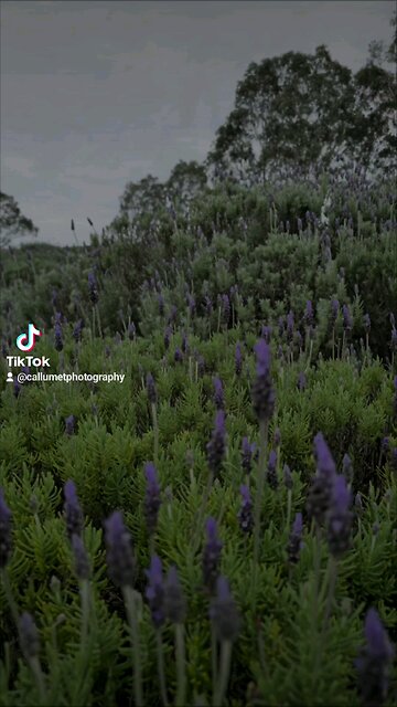 A Lavender Farm