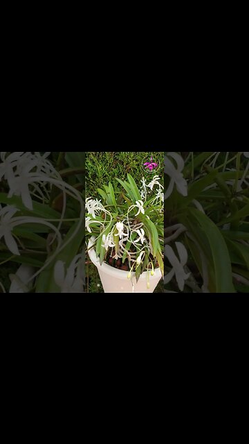 🧨DYNAMITE🧨 🙆🏼‍♀️comes in Small Orchid Blooms Potent Fragrant Vanda falcata #ninjaorchids #shorts