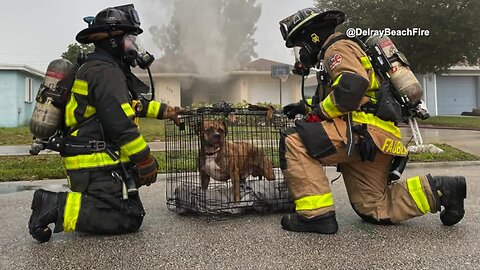 Delray Beach firefighters rescue dog from burning home