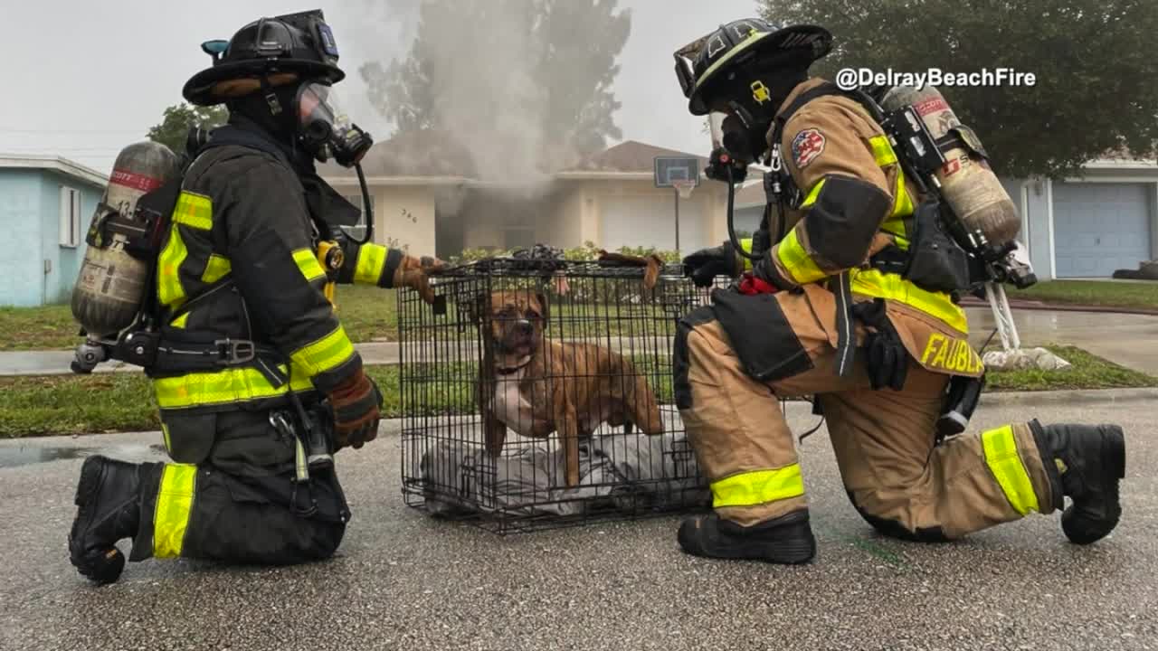 Delray Beach firefighters rescue dog from burning home