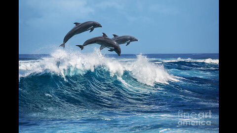 Dolphins show