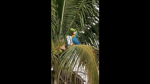 Parrot drinking coconut wow