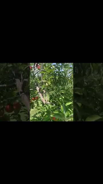 Apple-farm in the Philippines- awesome beauty