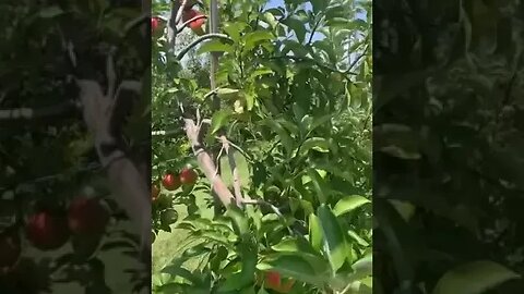 Apple-farm in the Philippines- awesome beauty