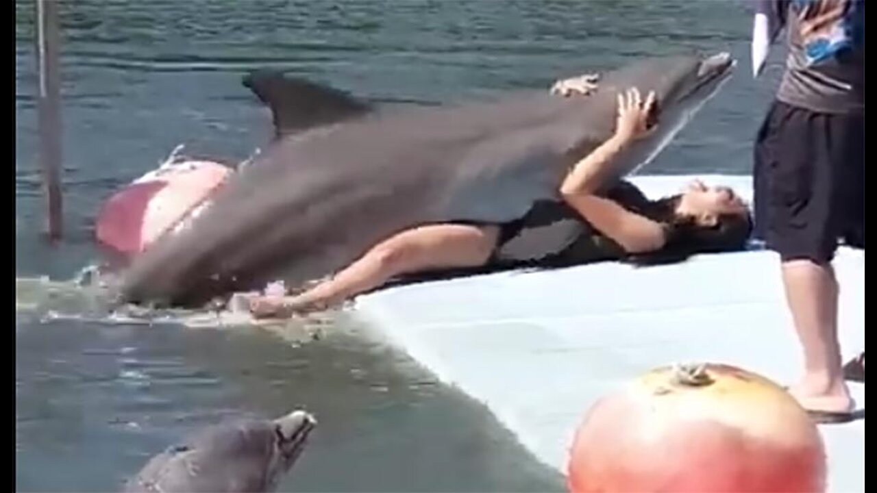 Dolphin Shows Lady How He Really Feels!