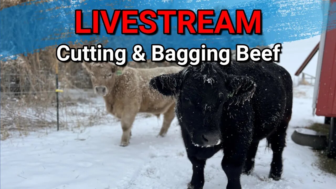 Livestream: Update On Beef Cutting