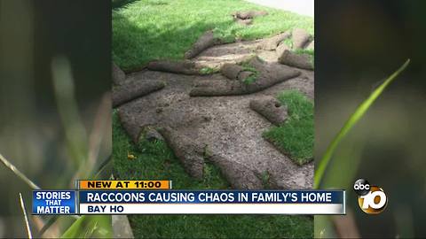 Raccoons causing chaos in family's home