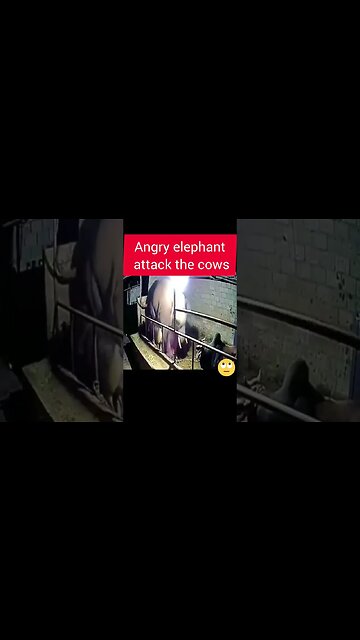 Angry Elephant Attack the cows #attack #elephant #cow #fight #wildelephants #elephantattack #xxx #0