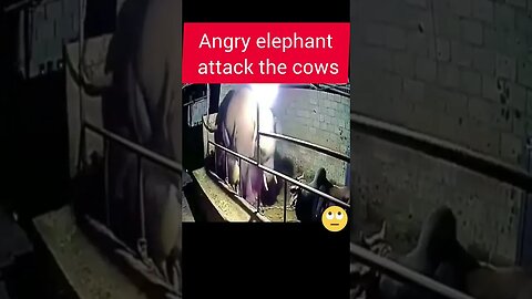 Angry Elephant Attack the cows #attack #elephant #cow #fight #wildelephants #elephantattack #xxx #0