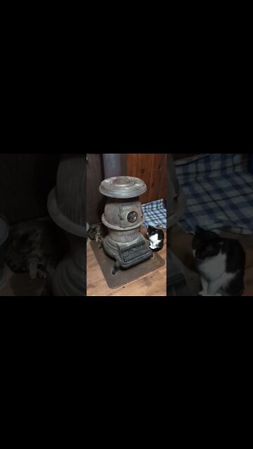 Fifi and Bob basking in warmth #shorts