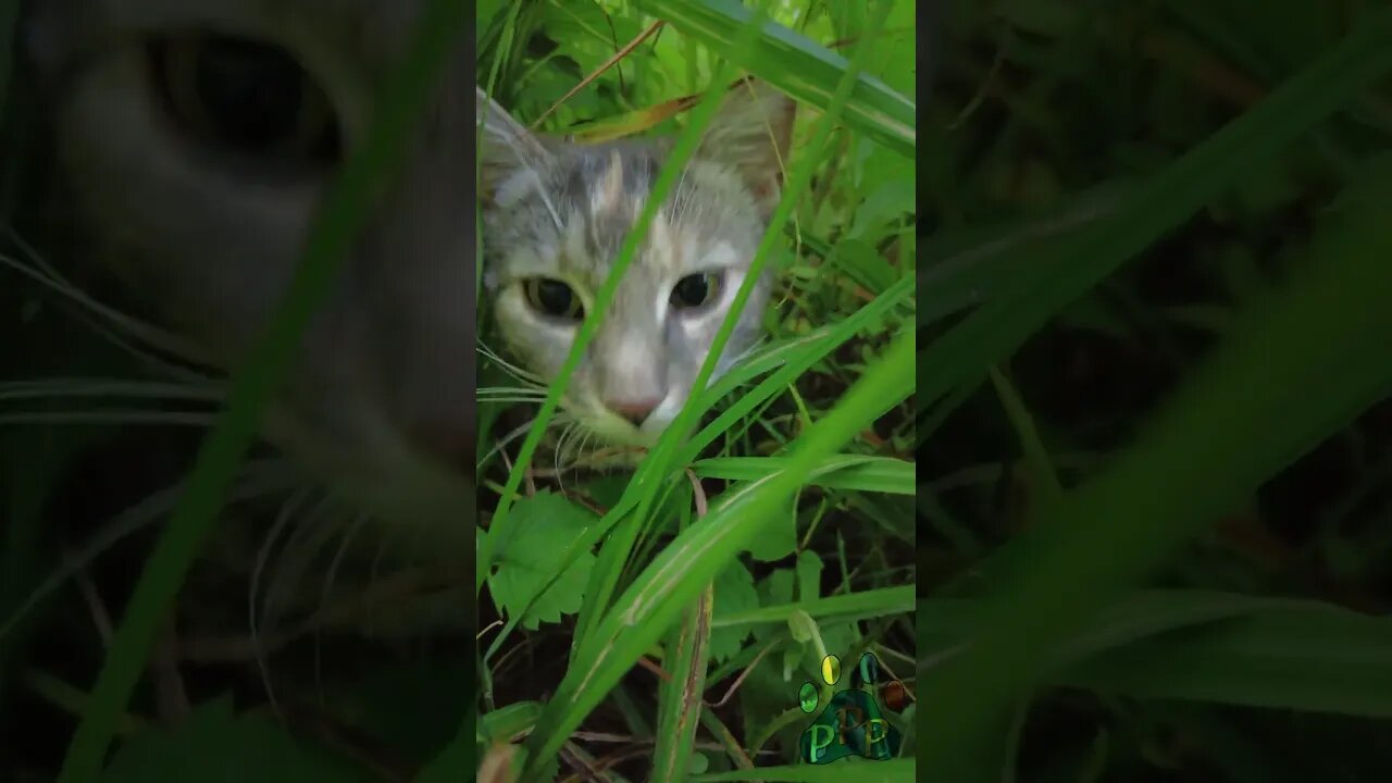 Cheetara hides in the tall grass.