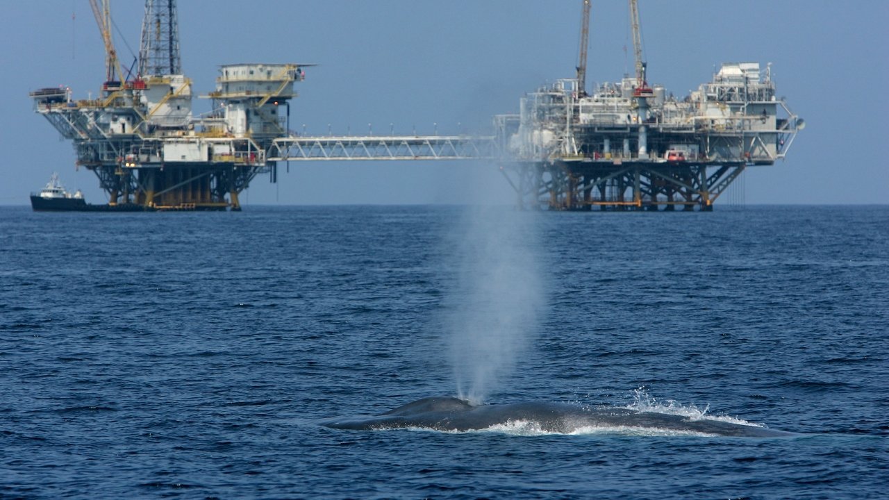 Trump Administration OKs Seismic Surveys That Can Harm Marine Life