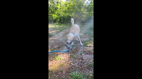 Sprinkler Is Doggo Approved