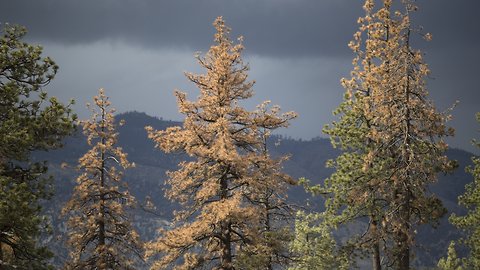 California Has Lost 18 Million Trees Since The Fall Of 2017
