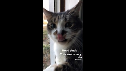 Cats head stuck in window.