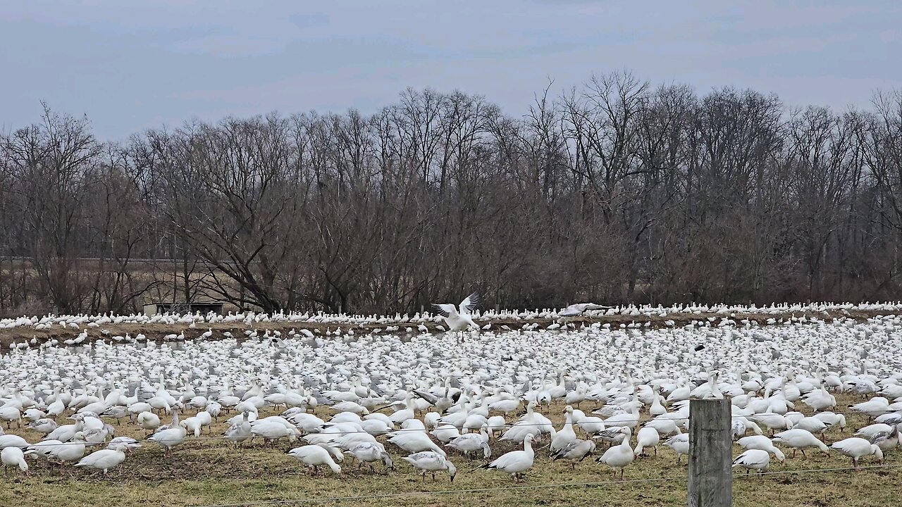 Snow Geese!