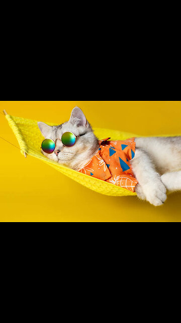 Cute cat baby 😍 funny