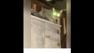 Spooky, Strange cat appears overhead