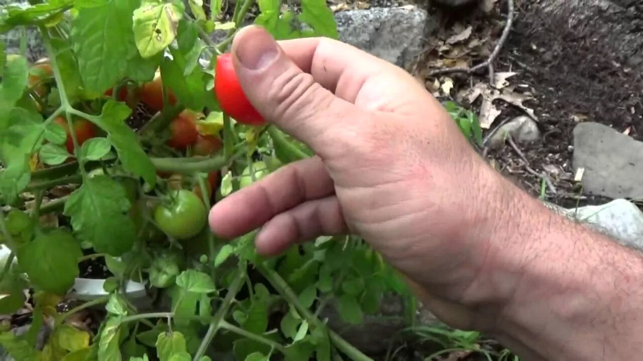 Enjoying Some Early Homestead Harvest