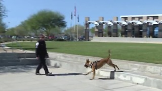 Meet North Las Vegas' newest police dog