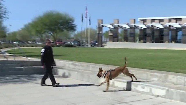 Meet North Las Vegas' newest police dog