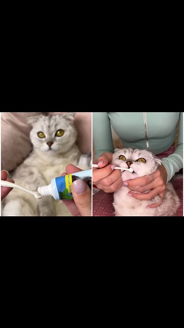 Silly cat clean his teeth by paste with his owner